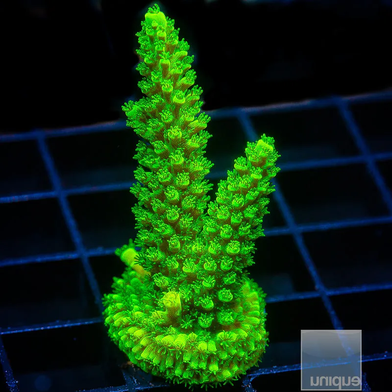 Acropora sp. Green Slimer Staghorn- WYSIWYG Frag SPS