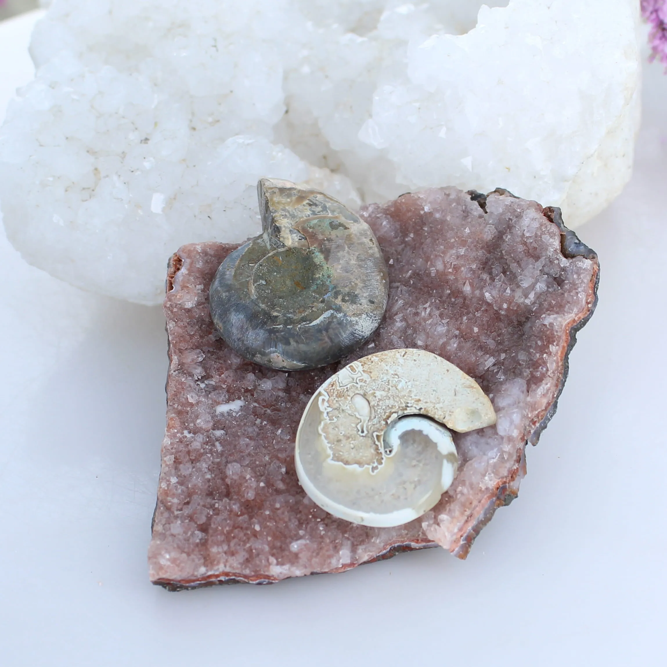 Fossilized Ammonite Cabochons Ready to Set Components