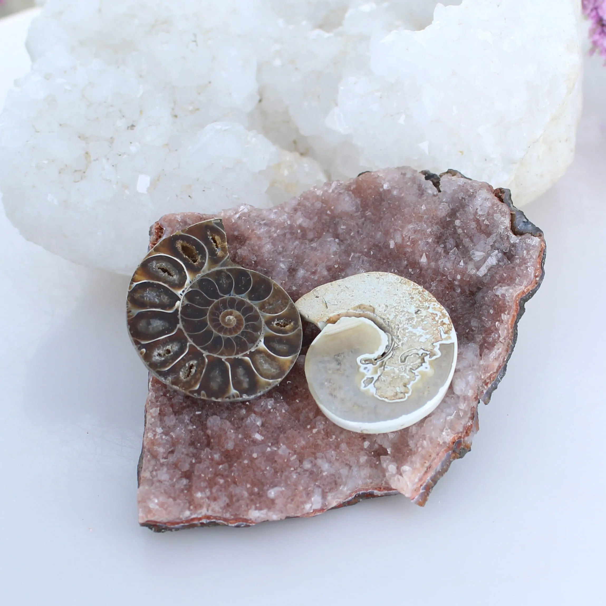 Fossilized Ammonite Cabochons Ready to Set Components