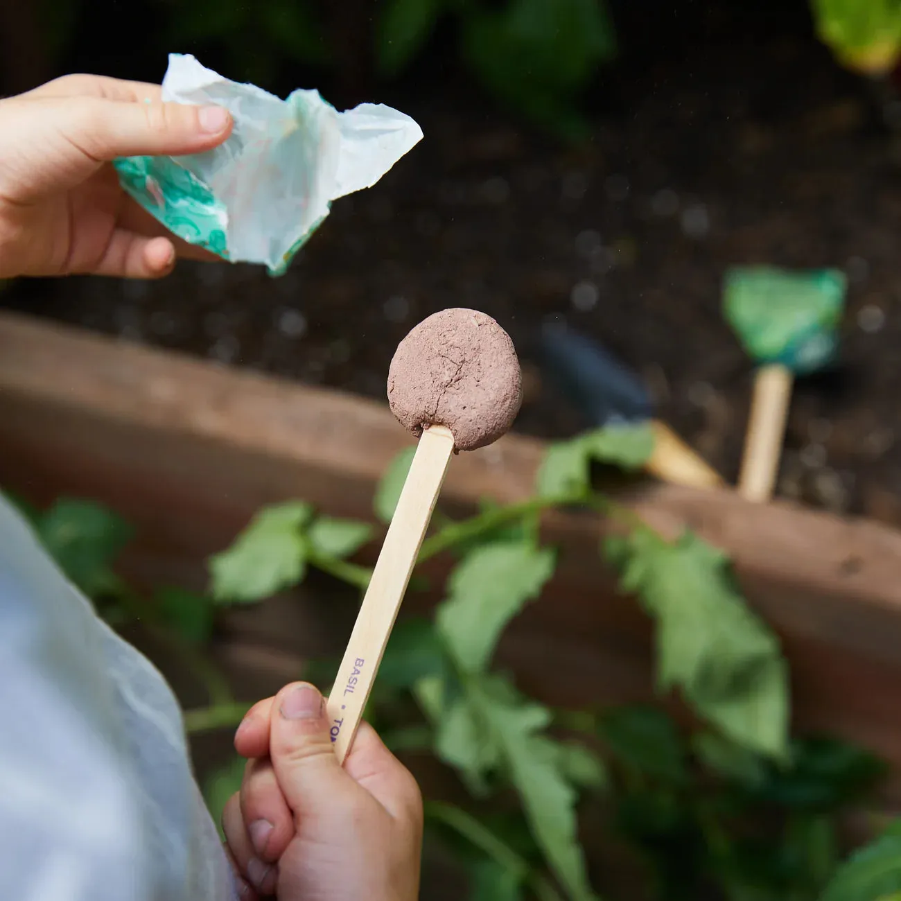 Modern Sprout - Seed Pop - Butterfly